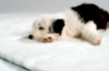 Traditional Puppy soft White Vet Bed - dog bed